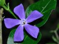 Vinca major